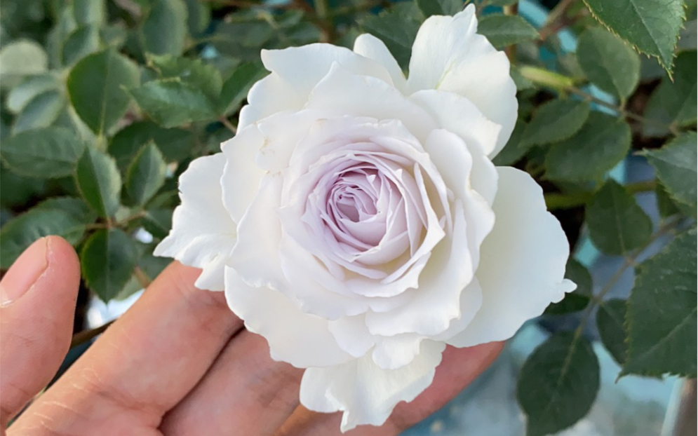 河本月季|大天使加百列