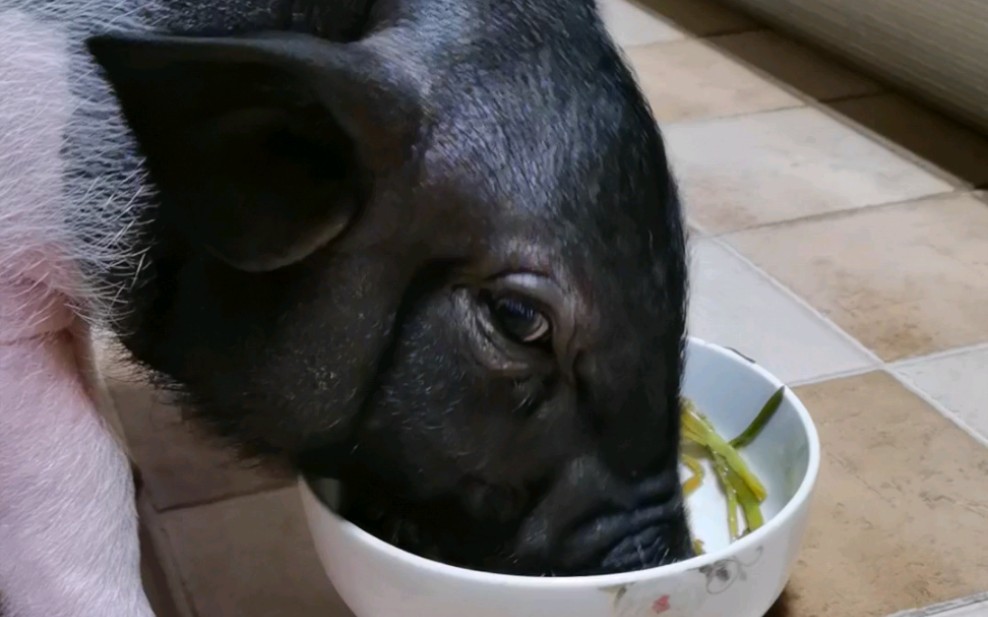 猪吃饭的样子图片