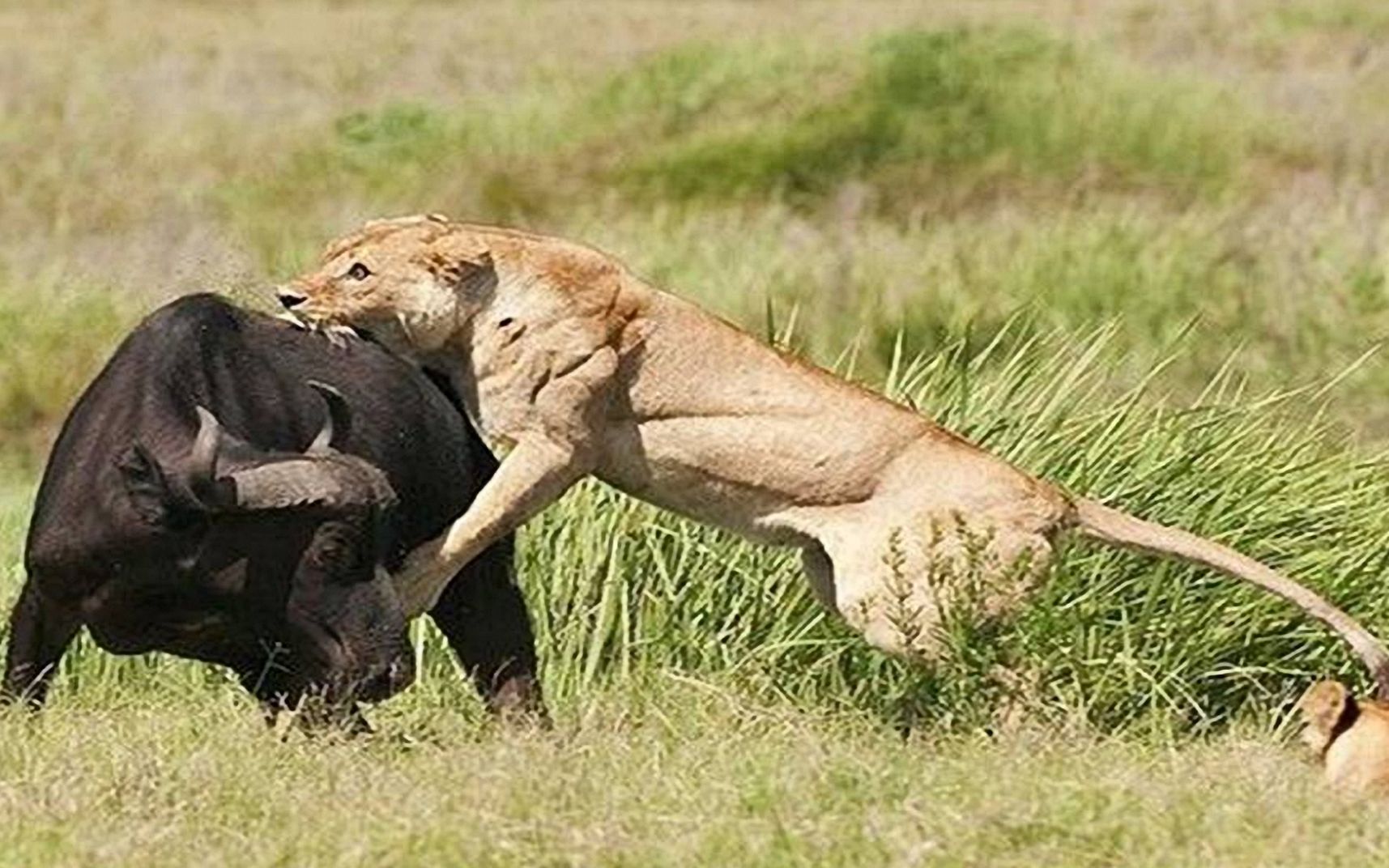 水牛和狮子,当狮子遭遇水牛一场决斗展开了,动物世界
