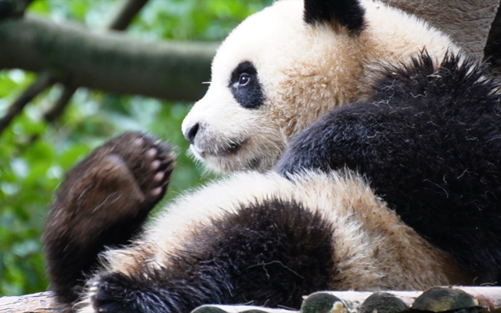 【大熊猫毛毛春生】好动的小家伙在姨婆身边一直顾涌