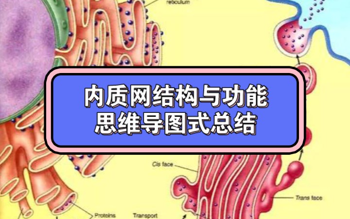 细胞的内膜转运系统之内质网,思维导图视频讲解哔哩哔哩bilibili