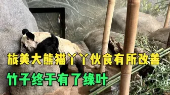 下载视频: 旅美大熊猫丫丫伙食有所改善 竹子终于有了绿叶