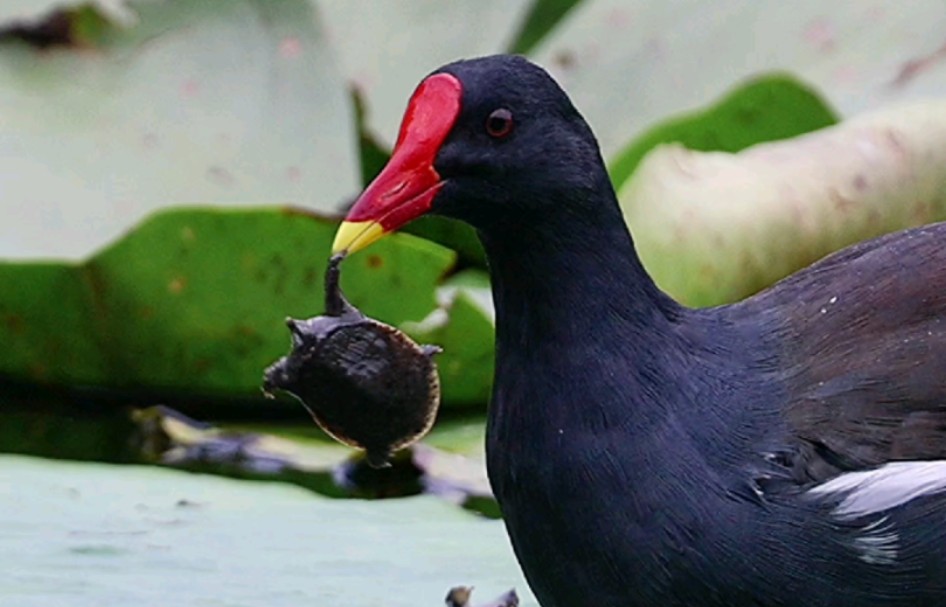 结局令人大跌眼镜#黑水鸡 吃乌龟#黑水鸡叫声#野生鸟类摄影