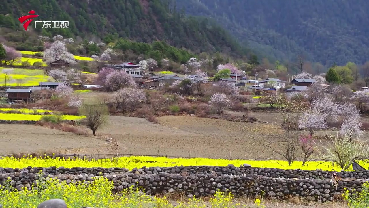 【秘境神草第4季】第4集 野蔬 神奇的中国草药哔哩哔哩bilibili