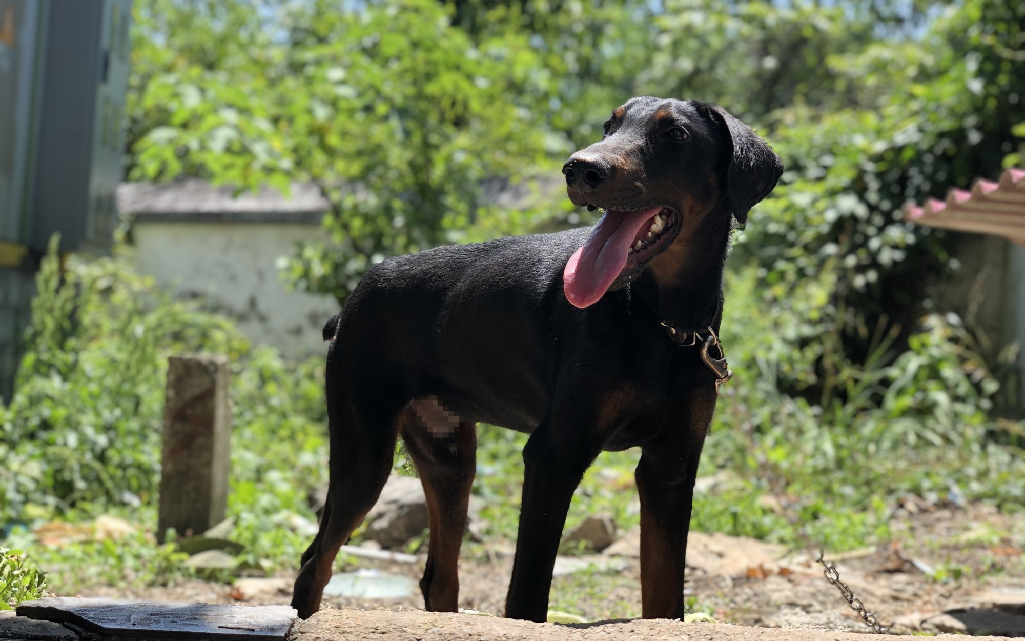 杜宾犬vs大金毛,铲屎官简单一个举动,就轻松分辨出了智商差距