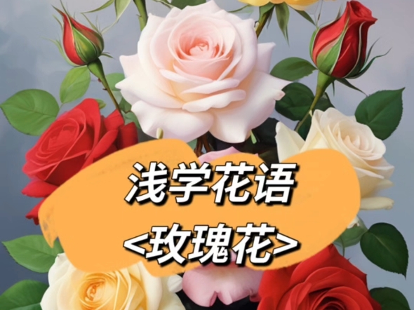 今日浅学花语:玫瑰花哔哩哔哩bilibili