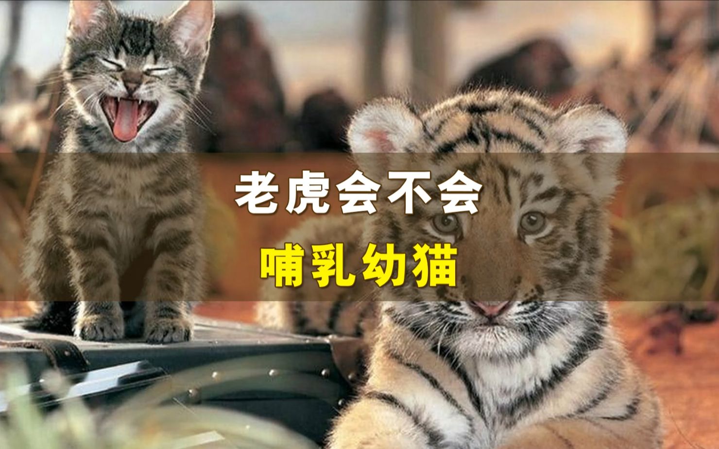 [图]老虎会养猫么