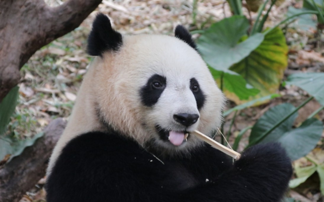 可爱ber ber脸悦悦熊,干饭!【大熊猫/悦悦】