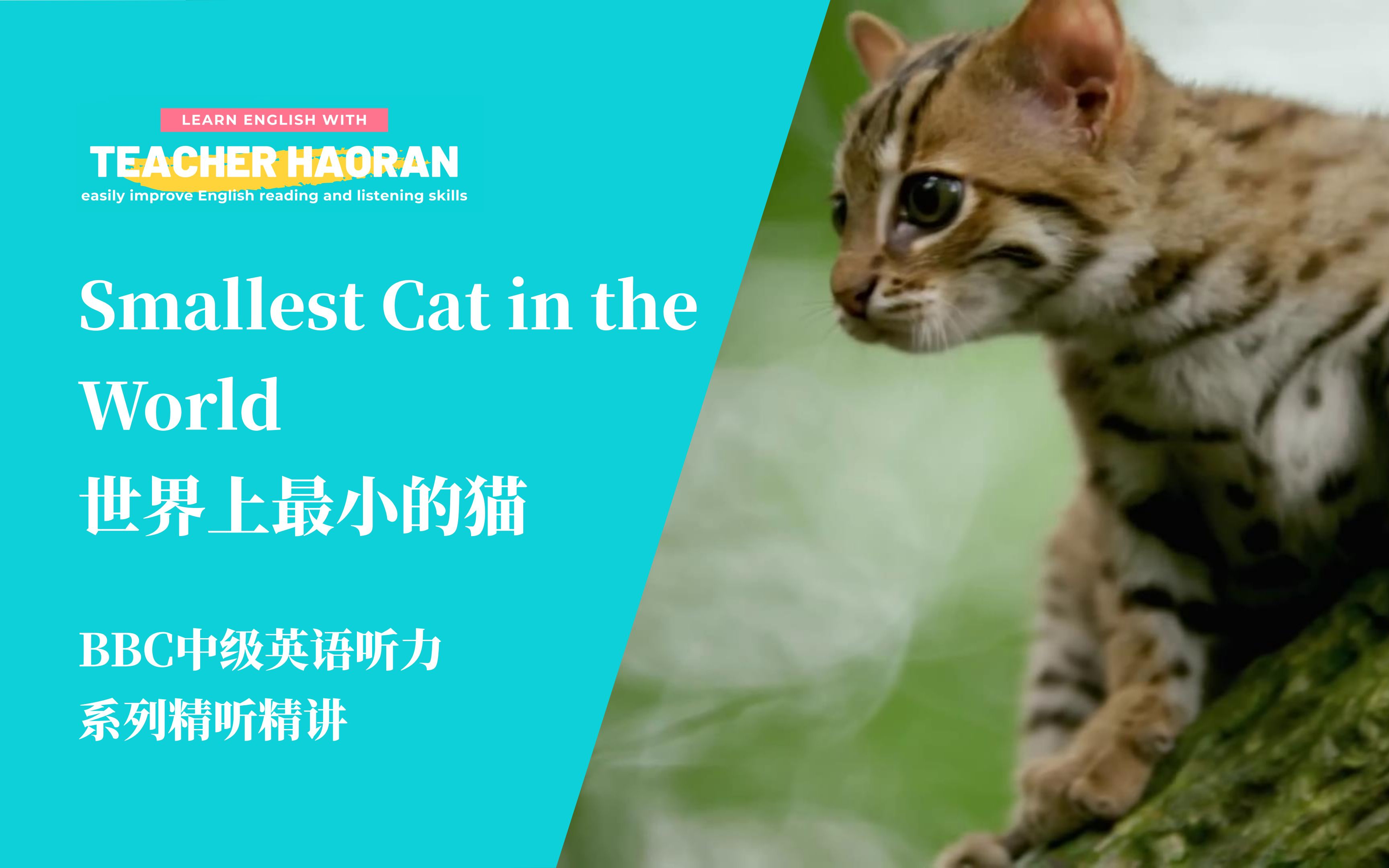 【BBC中级英语听力】Smallest Cat in the World丨世界上最小的猫丨原版视频丨配套学习资料哔哩哔哩bilibili