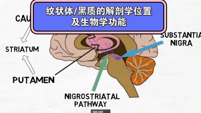 转载学习:大脑纹状体/黑质 的解剖学位置和生理功能