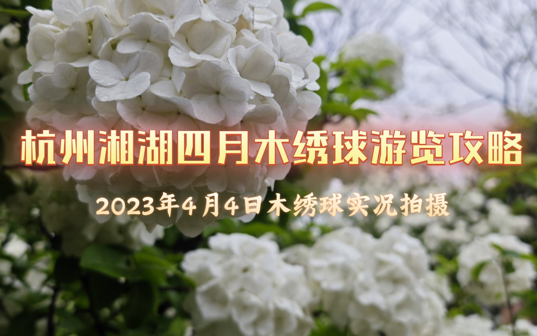 [图]2023年4月杭州湘湖踏春木绣球游览攻略，新入小米13pro首秀雨天全程拍摄