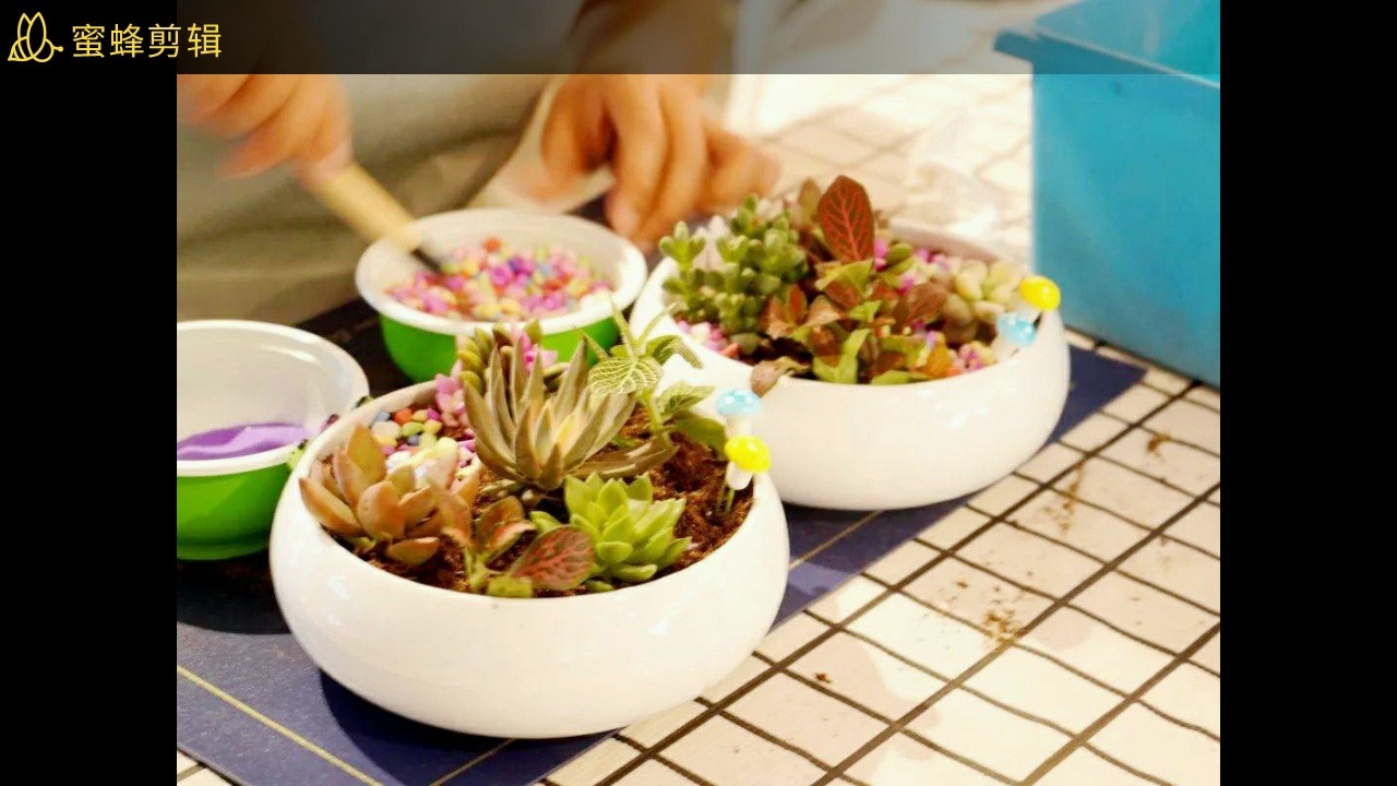 多肉diy活动 多肉植物diy主题沙龙活动 承接深圳多肉盆栽diy活动