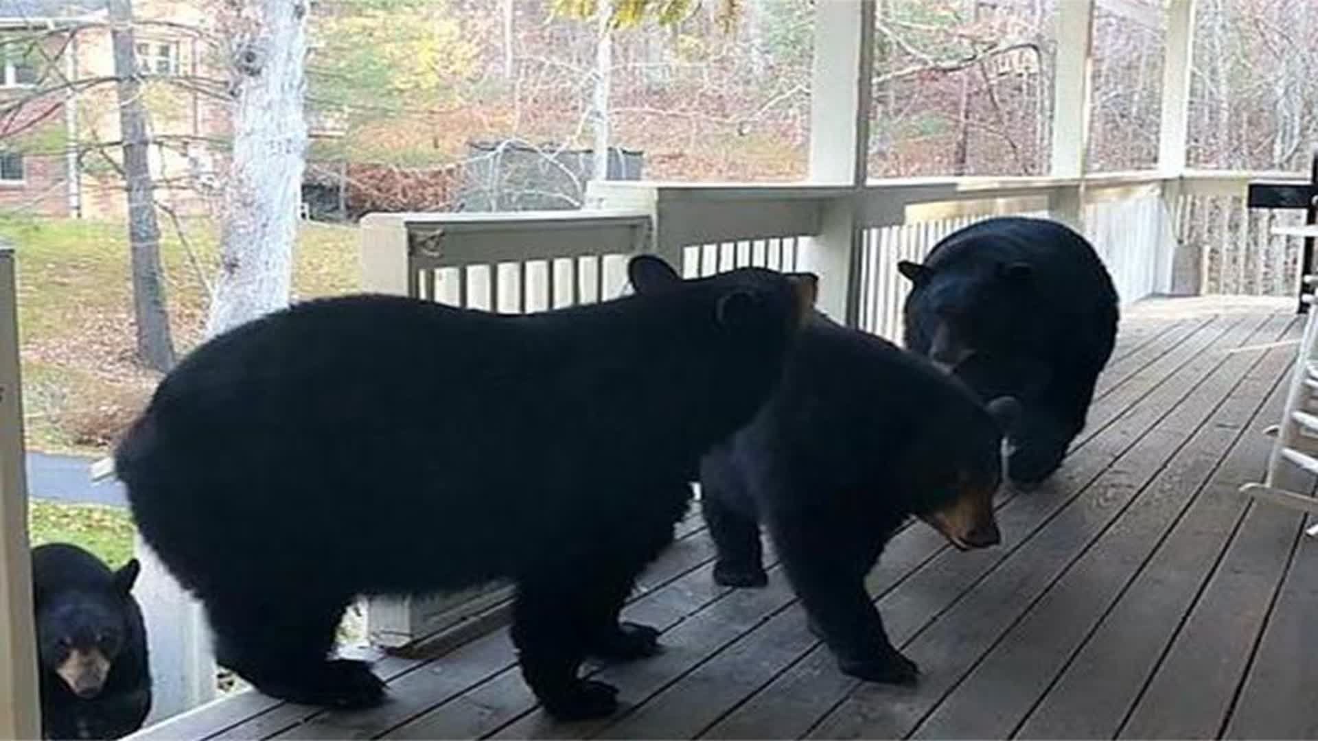 壁纸 动物 狗 狗狗 1920_1080