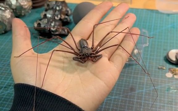 【标本制作】昆虫世界-鞭蛛钻心咒