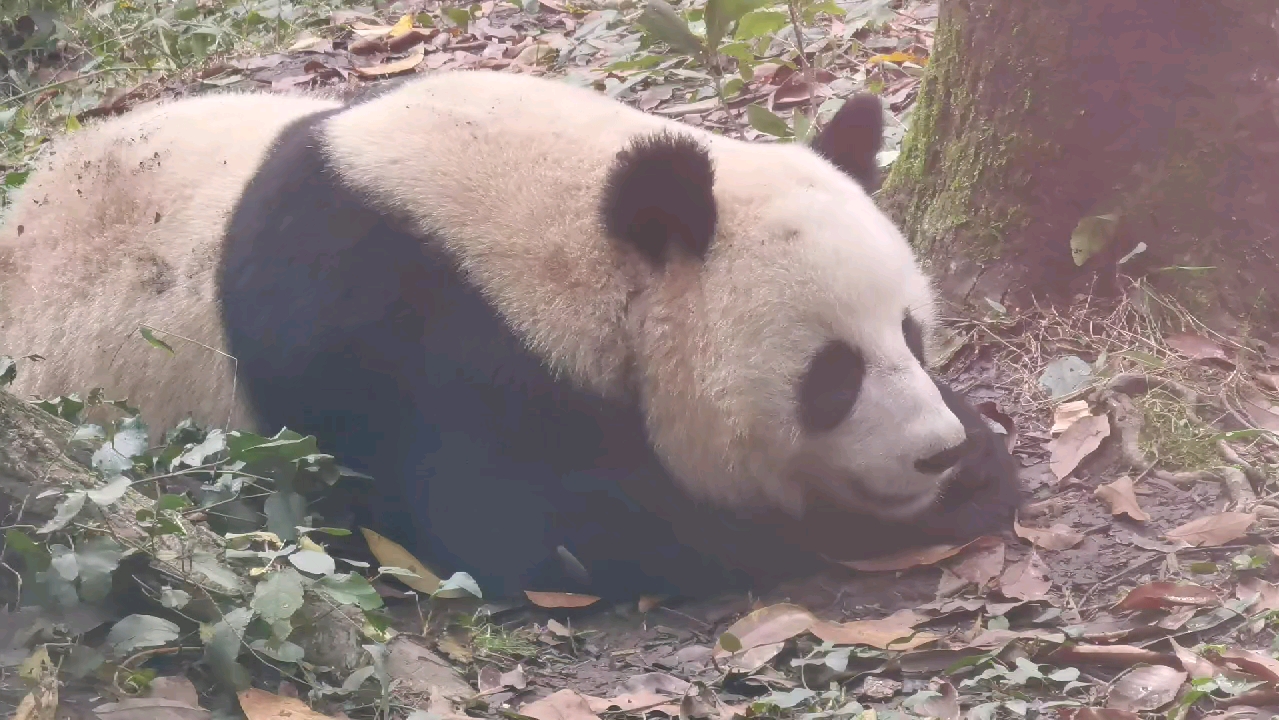 钢镚儿树脚下趴趴2311