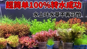 关于青龙石硬水问题和硬水对水草的影响 哔哩哔哩 つロ干杯 Bilibili