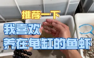 Download Video: 推荐一下我喜欢养在龟箱的鱼虾