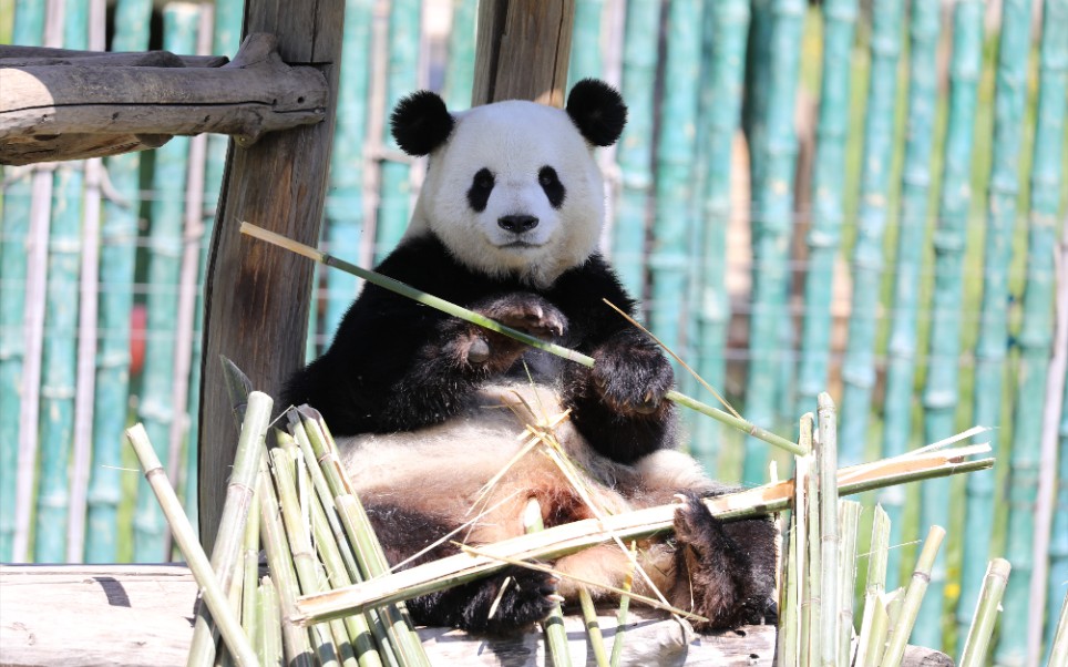 【大熊猫思嘉】思嘉给大家来段吃播吧,有仙气的那种