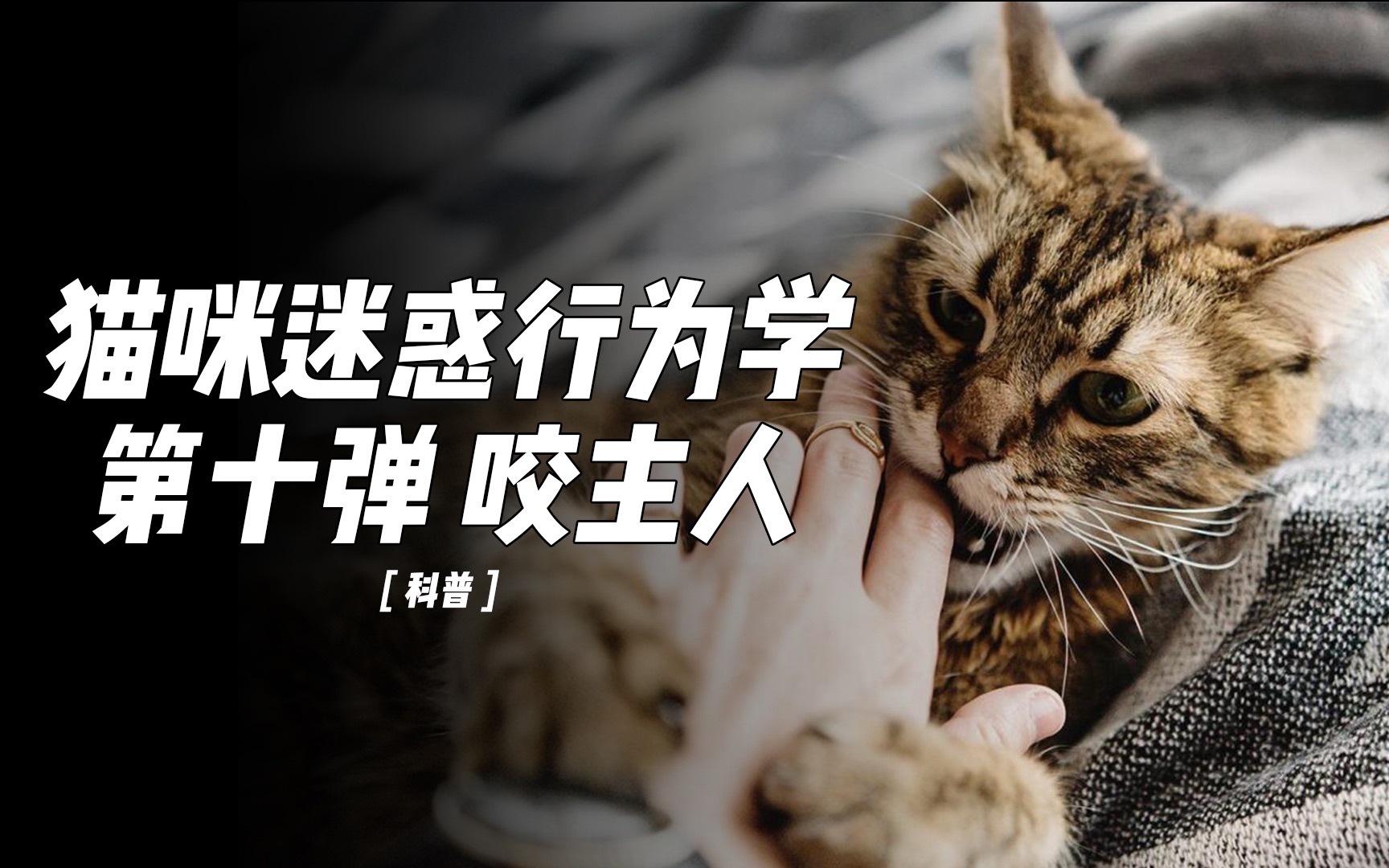 猫咬人的底层逻辑,猫咪十大迷惑行为第十弹 咬主人哔哩哔哩bilibili