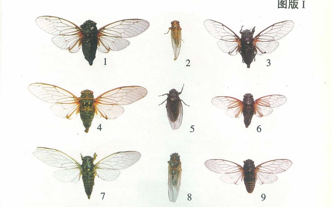 [图]【中国蝉科志】301~结束+彩色图鉴