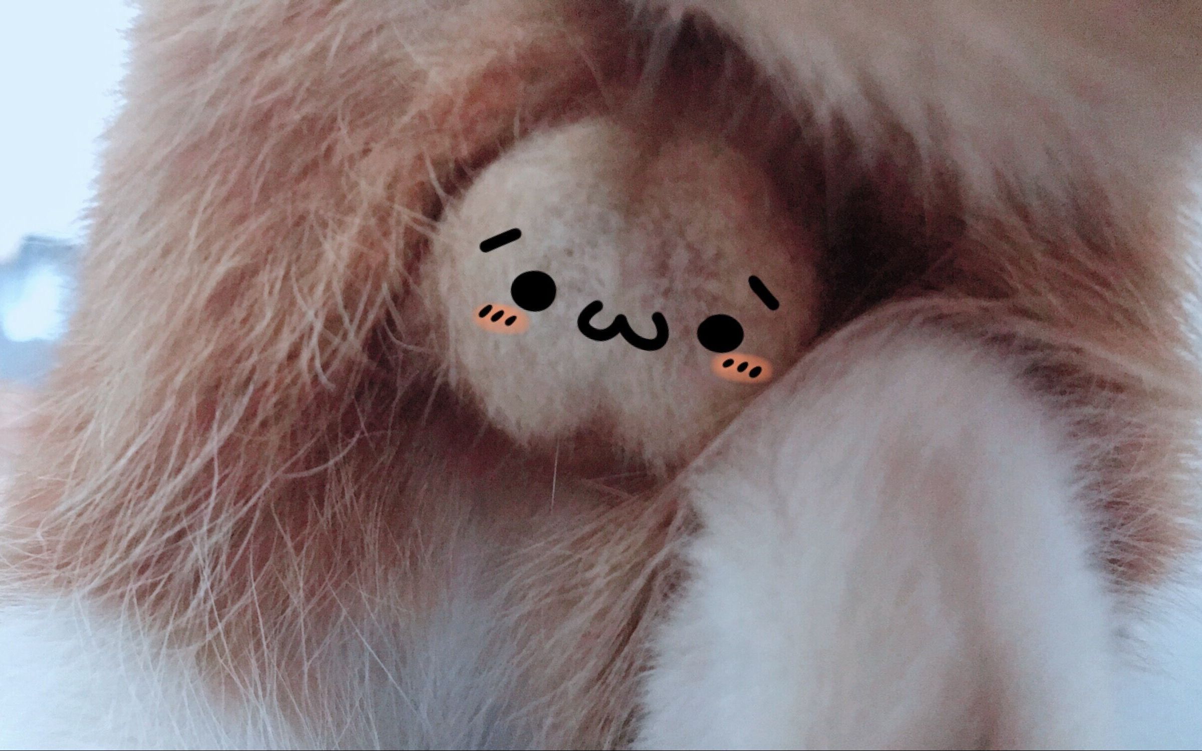 【火锅】趁橘猫睡着时撸橘猫的蛋蛋会有什么后果……_哔哩哔哩_bili