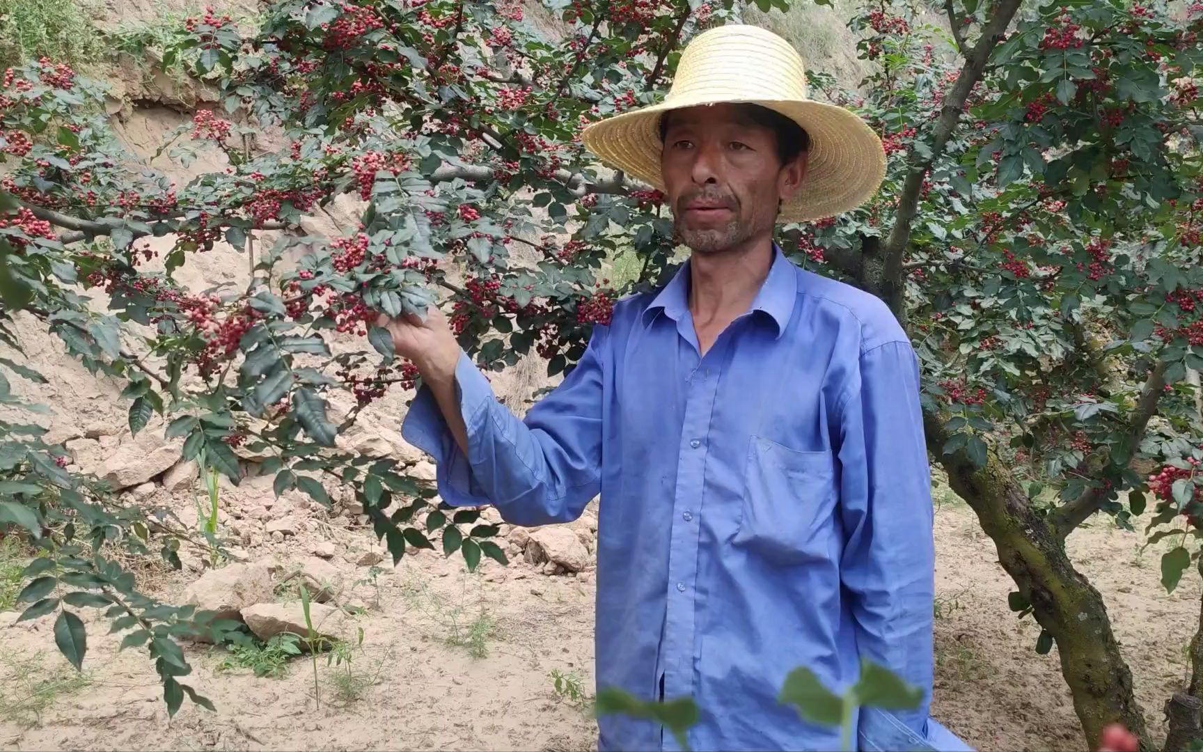 天水秦安的花椒红了,采摘的农民太辛苦!三伏天中午吃睡在地里