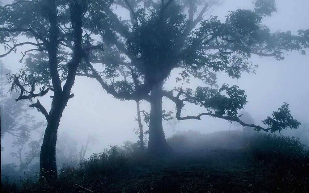 [图]吸血鬼 Vampire 2008 - 阿彼察邦·韦拉斯哈古 Apichatpong Weerasethakul