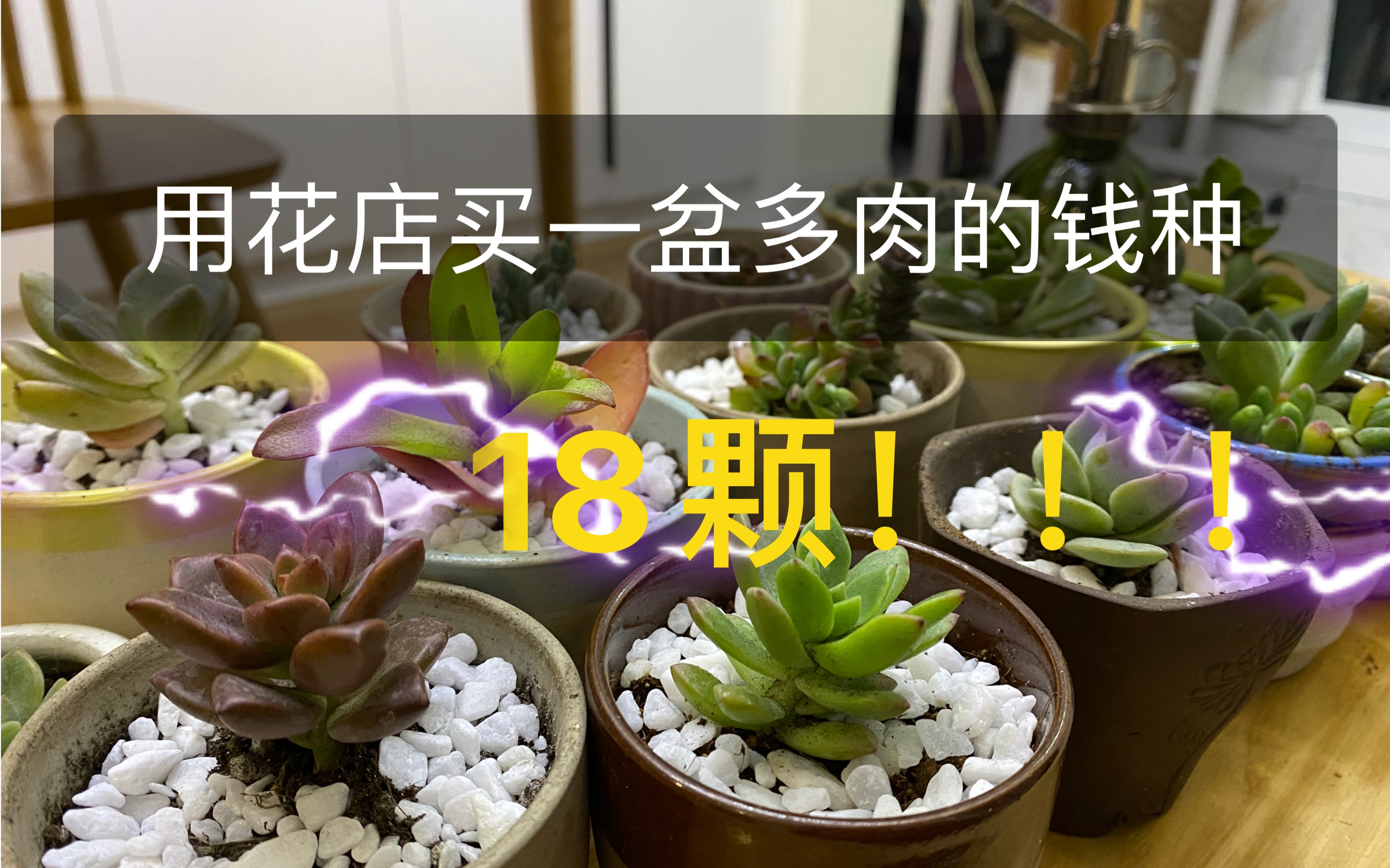 【干货】养多肉省钱大法好|种植技巧|阳台布置|大花架分享哔哩哔哩bilibili