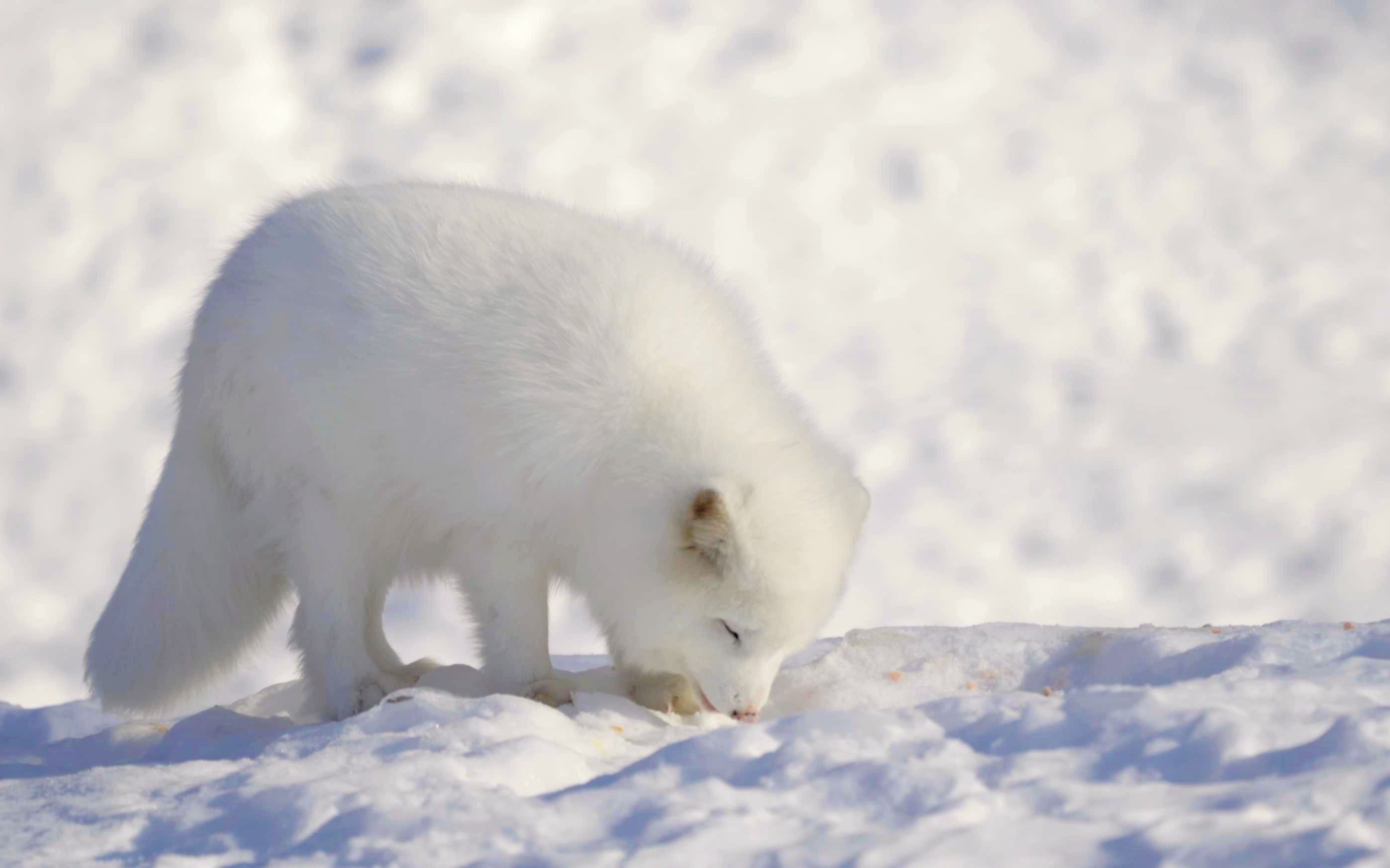 [真4k]雄伟的冬季野生动物—北极狼,狐狸和更多的放松音乐_哔哩哔哩