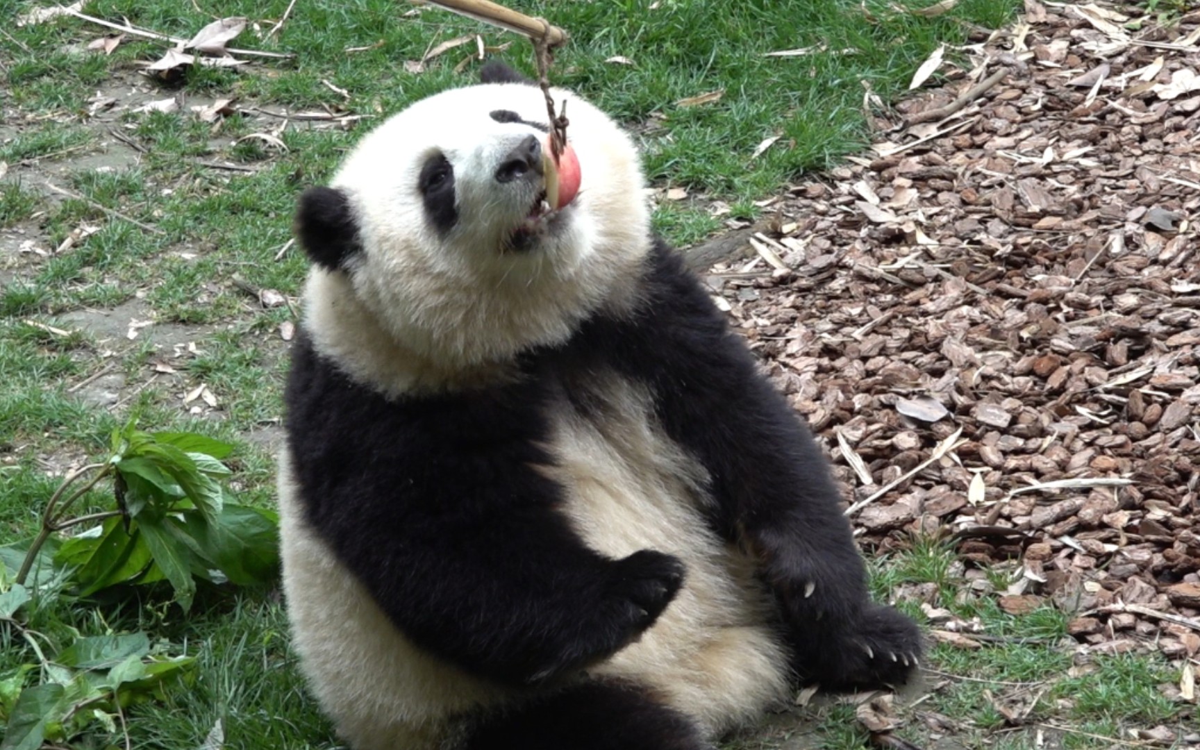 大熊猫和花爷爷给的小苹果真好吃