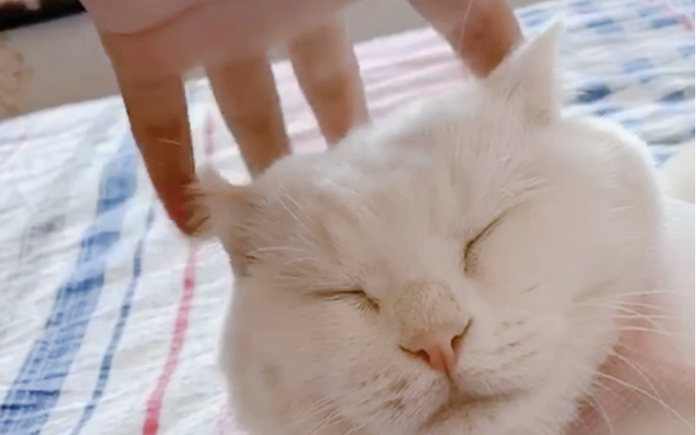 疯狂玩耳朵_哔哩哔哩 (゜-゜)つロ 干杯~-bilibili