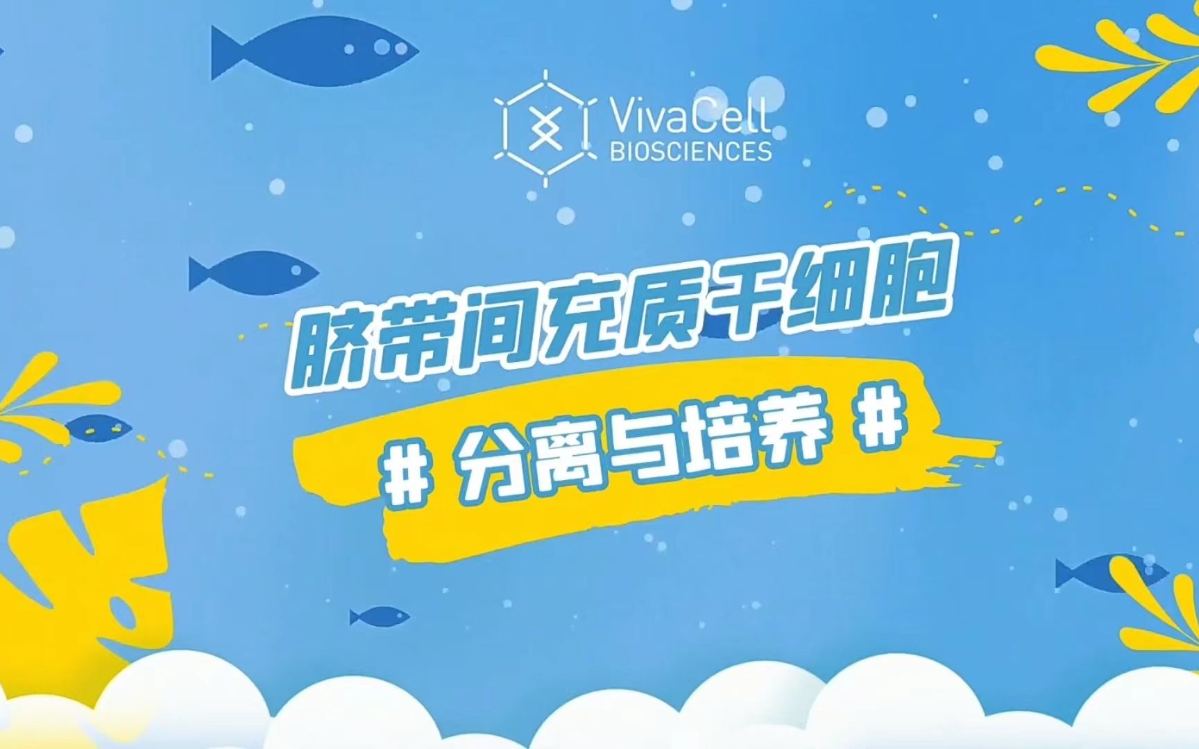 【VivaCell小知识】UCMSC的分离与培养哔哩哔哩bilibili