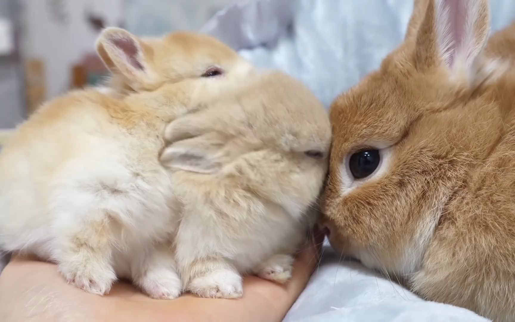 【荷兰侏儒兔】可爱妈妈和可爱宝宝一起梳毛