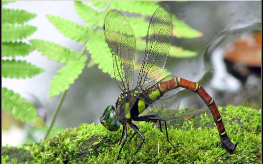 红褐多棘蜓雌性个体羽化