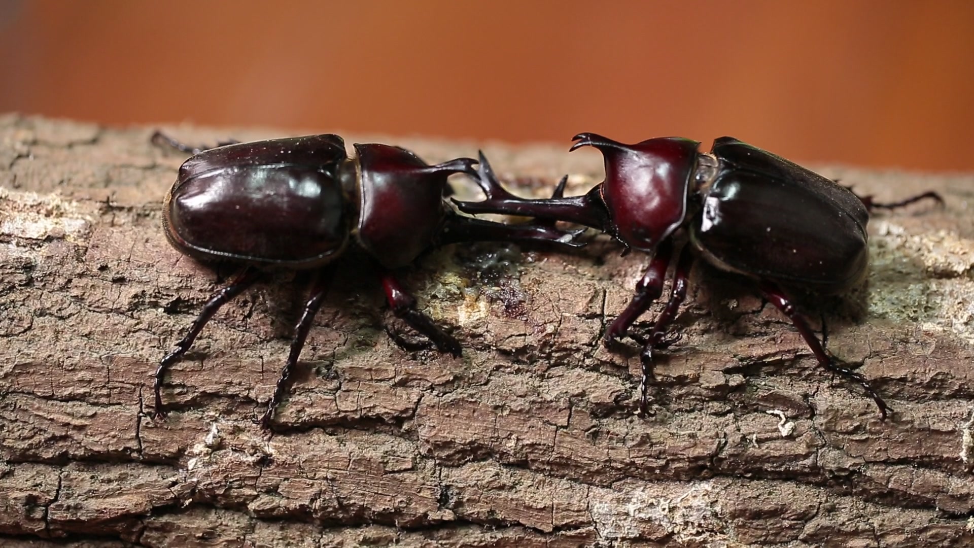 锹甲虫vs独角仙锹形虫图片