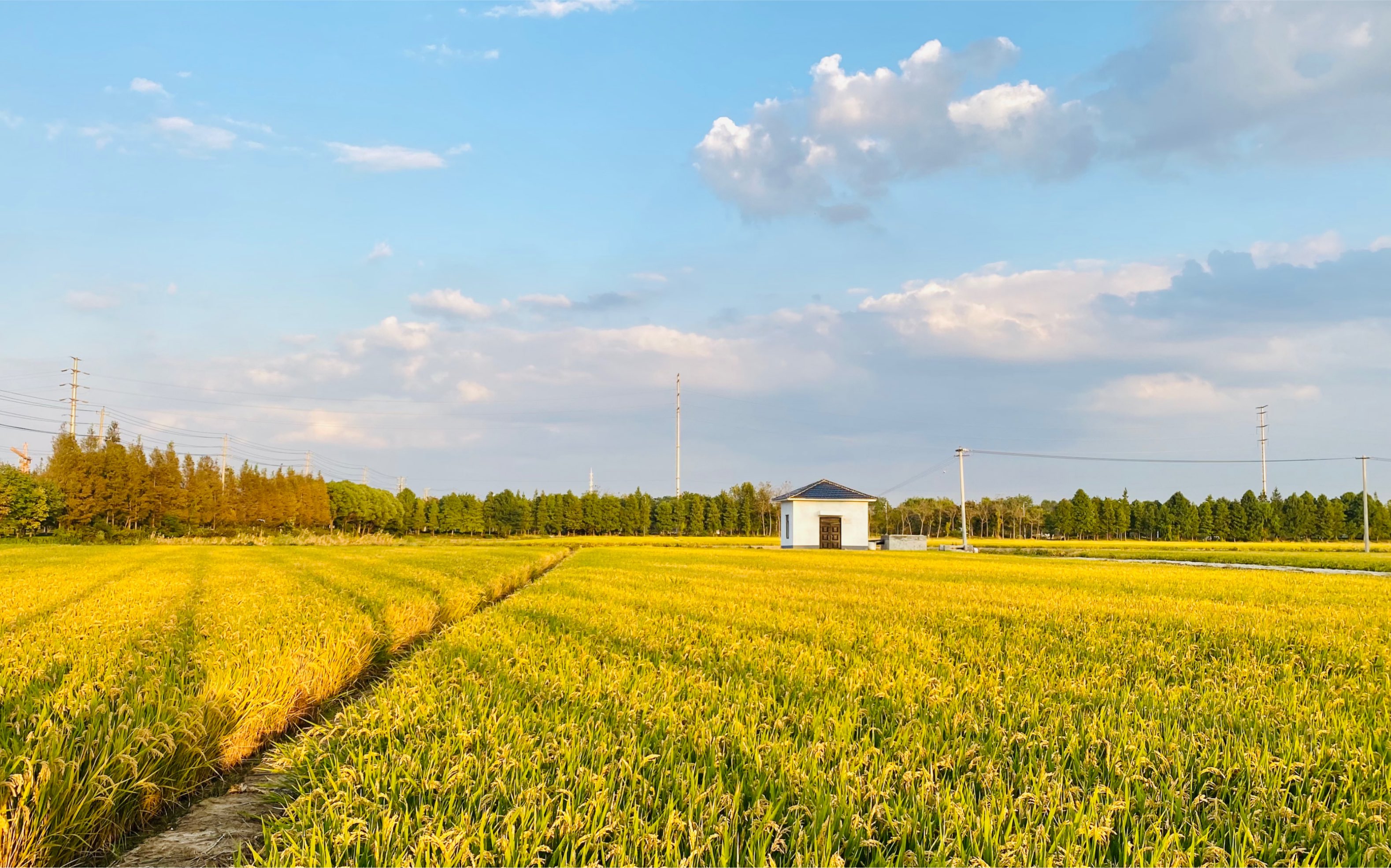 稻子丰收啦,马路上在"官方晒粮",金色的稻田和夕阳太配了_哔哩哔哩