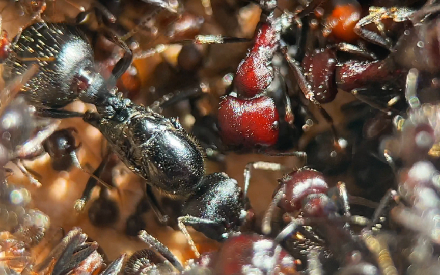 【沙地收获蚁】世界第二大收获蚁