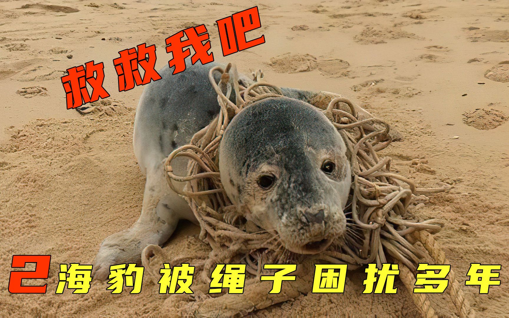 纪录片:小海豹被绳索缠绕,危及生命,小哥耐心救援,爱护环境,人人有责