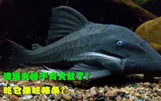 白旗 搜索结果 哔哩哔哩 Bilibili