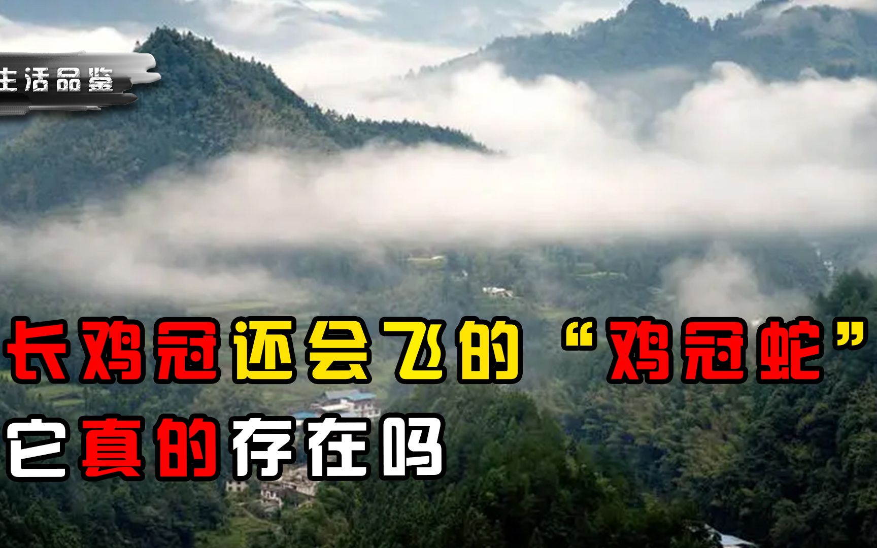 头上长鸡冠还会飞的“鸡冠蛇”,致死率100%,它真的存在吗?哔哩哔哩bilibili