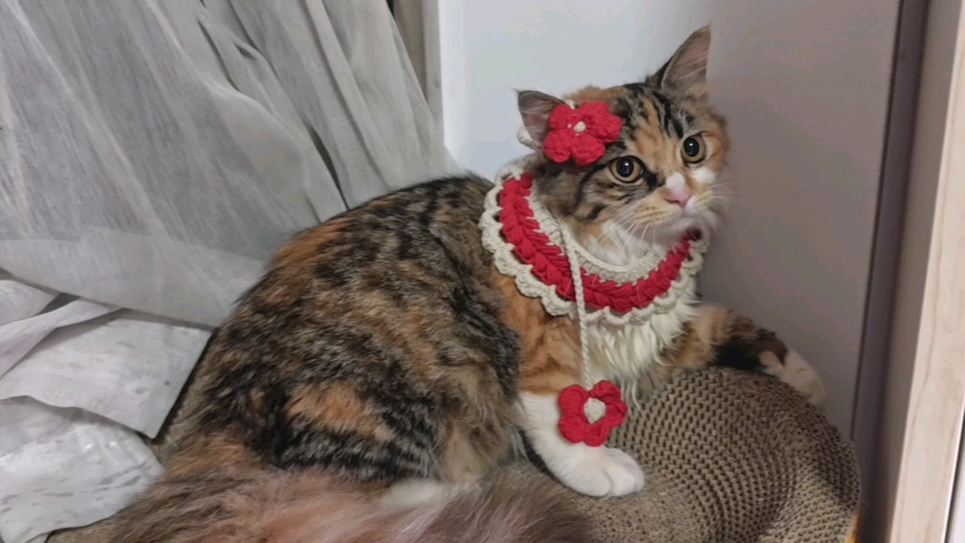 村花就是如此美丽