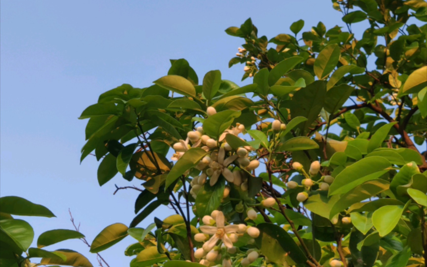 草木人间|黄昏的光线照在初开的香泡花上