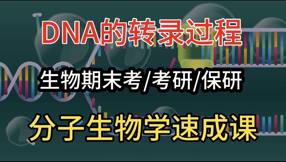 DNA转录过程!【已翻译】速成课 | 分子生物学 | 生物化学 | 细胞生物学哔哩哔哩bilibili