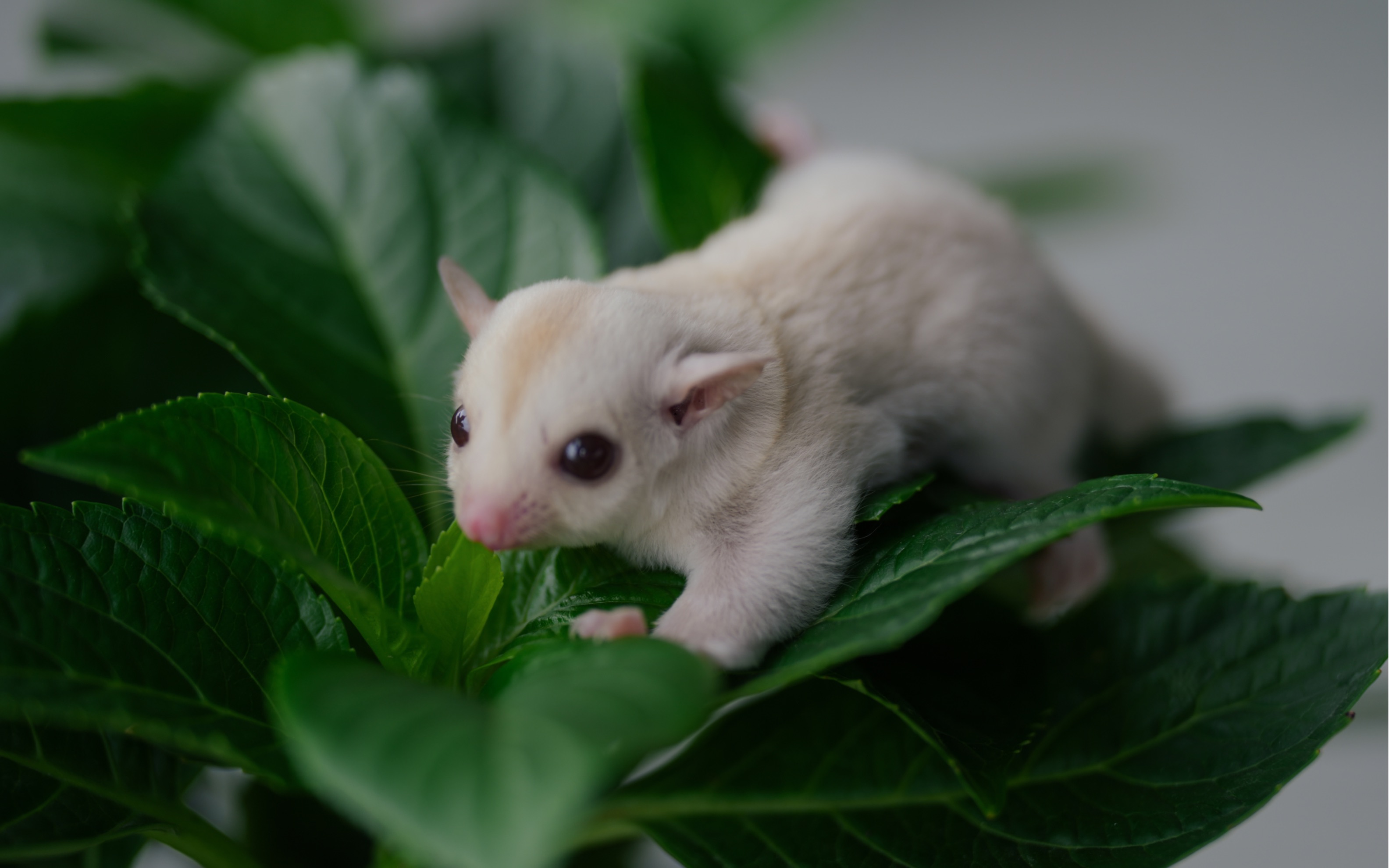 蜜袋鼯:奶油弟弟