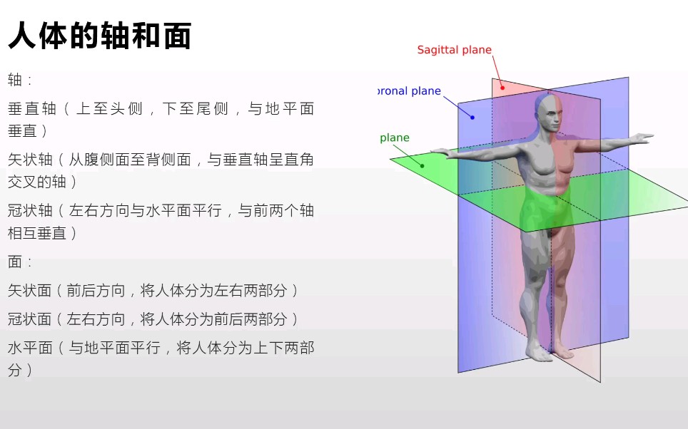 系统解剖学导论(重点知识的理解和记忆)哔哩哔哩bilibili