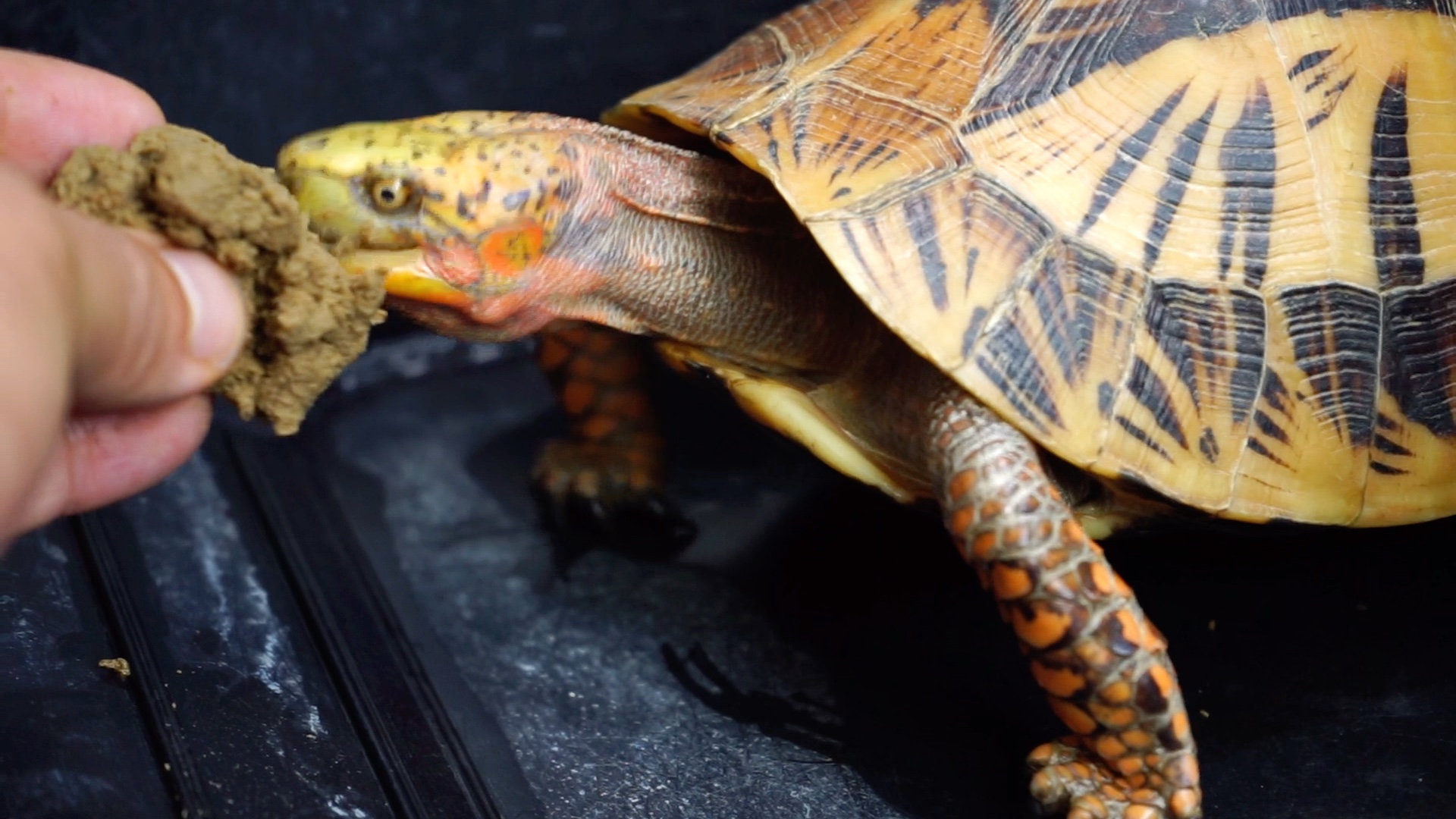 美丽的毒药-黄额闭壳龟