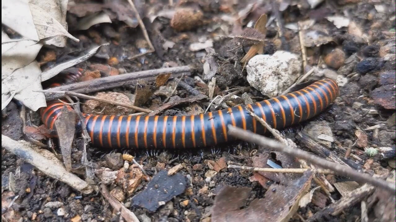 农村野生千足虫见过吗?_哔哩哔哩 (゜-゜)つロ 干杯~-bilibili
