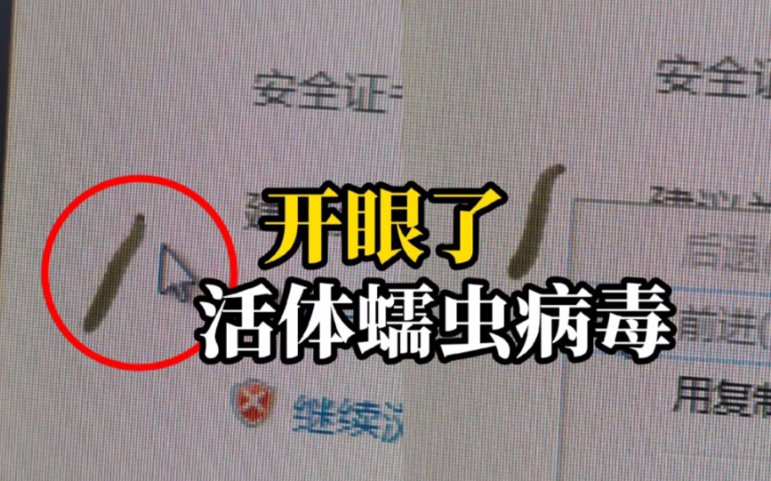 男子上班发现公司电脑屏内有活虫,网友:蠕虫病毒,建议用软件杀杀