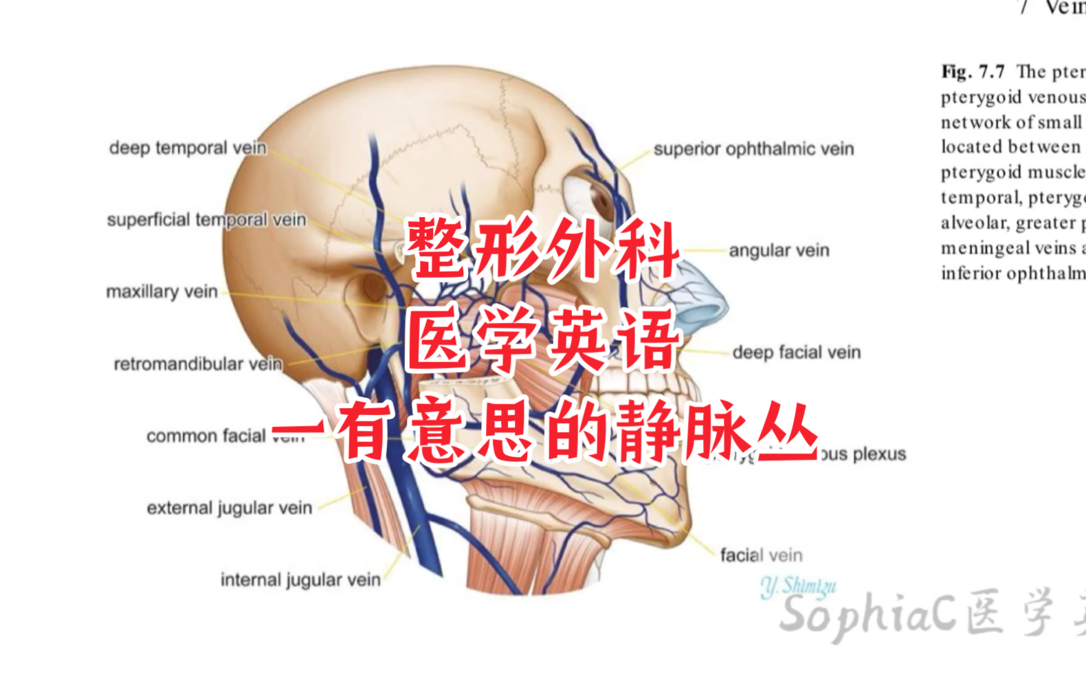 【医学英语】一有意思的静脉丛:翼状静脉丛.哔哩哔哩bilibili