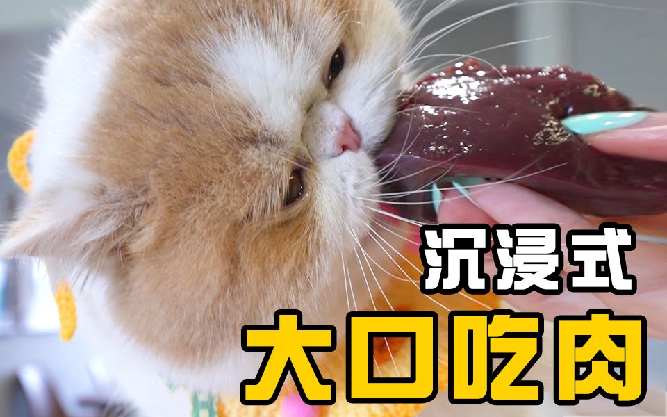 天!我不信还有谁没见过小猫咪大口吃肉肉!!!!哔哩哔哩bilibili